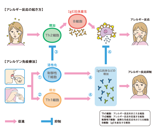 療法 作 減 感 経口減感作療法の方法と現状 [アレルギー]