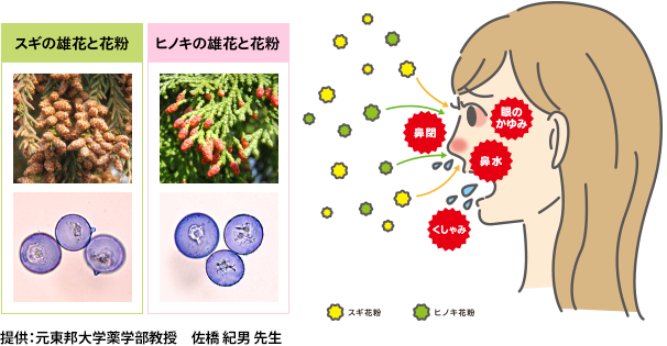 提供：元東邦大学薬学部教授 佐橋 紀男 先生