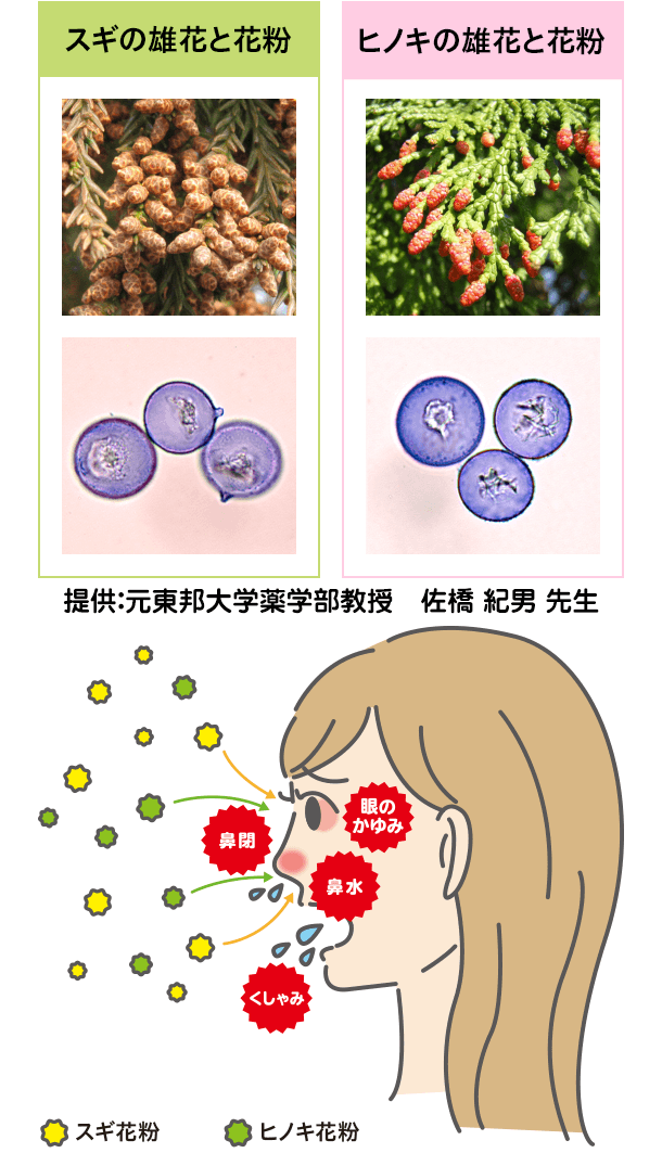 スギ以外の花粉も花粉症の原因に 舌の下 したのした で行う鳥居薬品の舌下免疫療法専門サイト