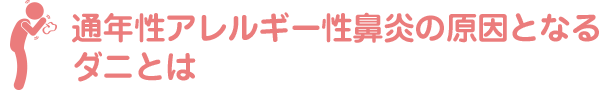 通年性アレルギー性鼻炎の原因となるダニとは